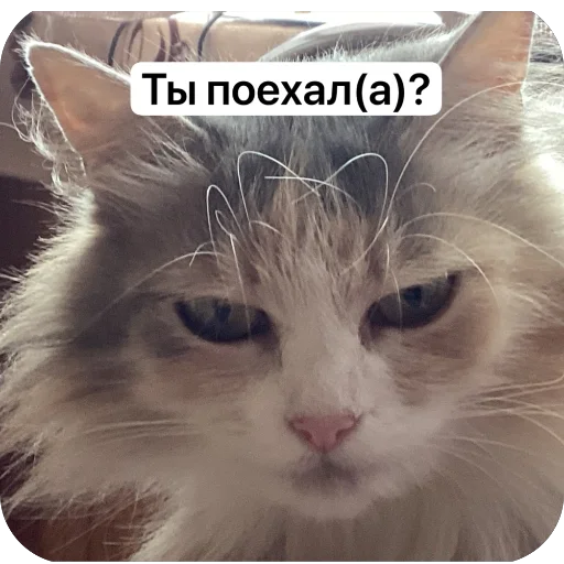 Cats memes stiker 🧐