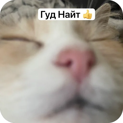 Cats memes sticker 🐘