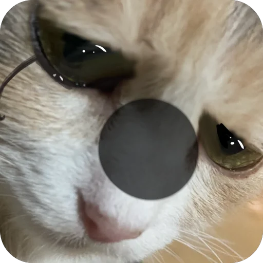 Cats memes sticker 🥺