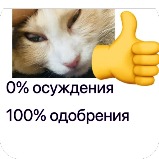 Cats memes sticker 🫥