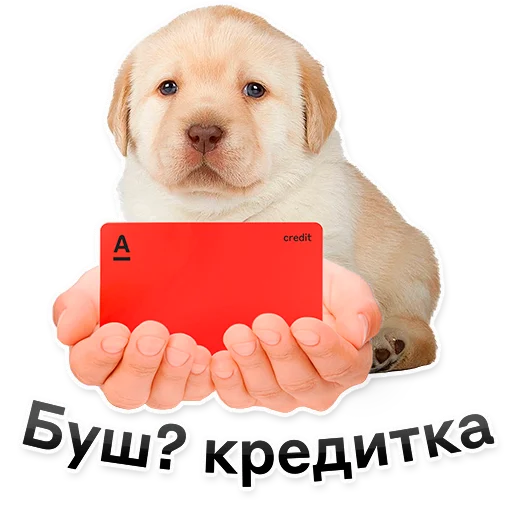 Telegram Sticker «ALFA» 🐶