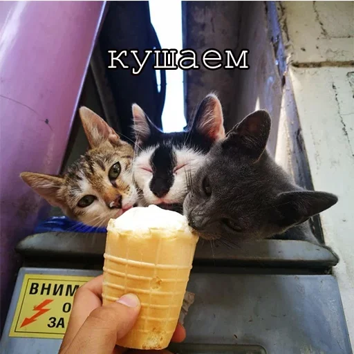 Telegram Sticker «Agressive and nice kittens» 😩