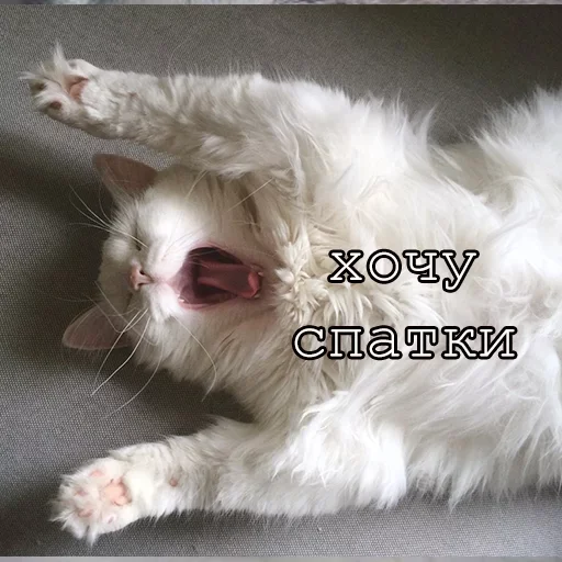 Telegram Sticker «Agressive and nice kittens» 🤬