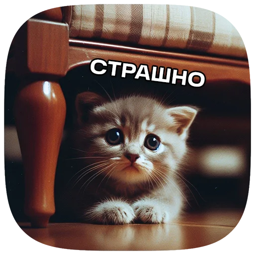 Telegram stiker «Cats | Котики» 🙀