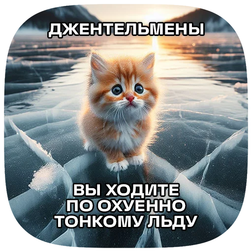 Telegram Sticker «Cats | Котики» 🥶