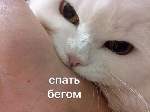 Стікер Telegram «Котики» 😴