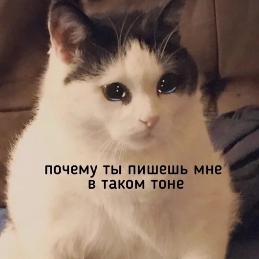 Стікер Telegram «Котики» 😢
