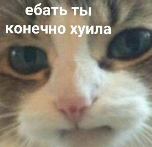 Стікер Telegram «Котики» 🤬
