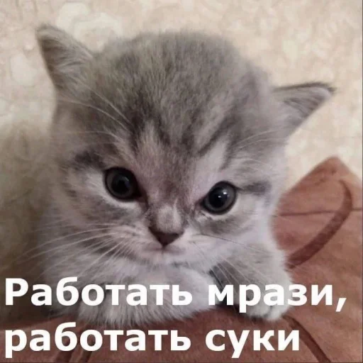 Стікер Telegram «Котики» 🔨