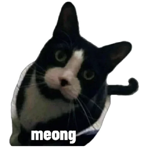 Telegram Sticker «Anak_kucing» 🙄