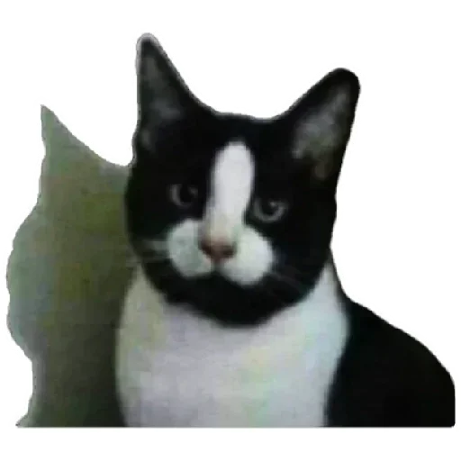 Telegram stiker «Anak_kucing» 🙄