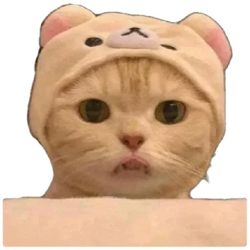 Емодзі Anak_kucing 🙄