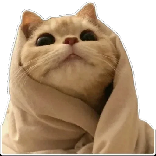 Стікер Telegram «Anak_kucing» 🙄