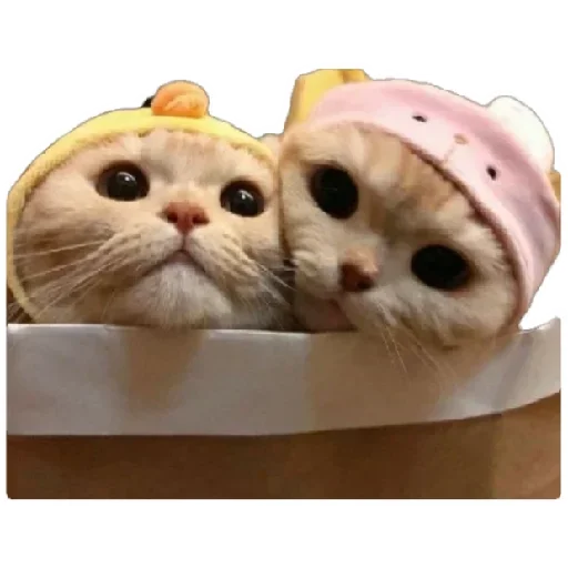 Telegram Sticker «Anak_kucing» 🙄