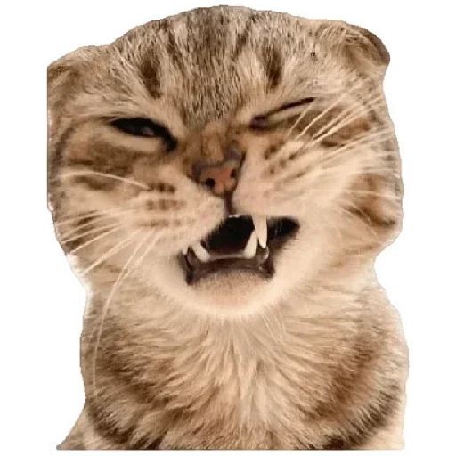 Anak_kucing emoji 🙄