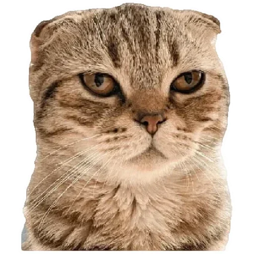 Стикер Telegram «Anak_kucing» 😸