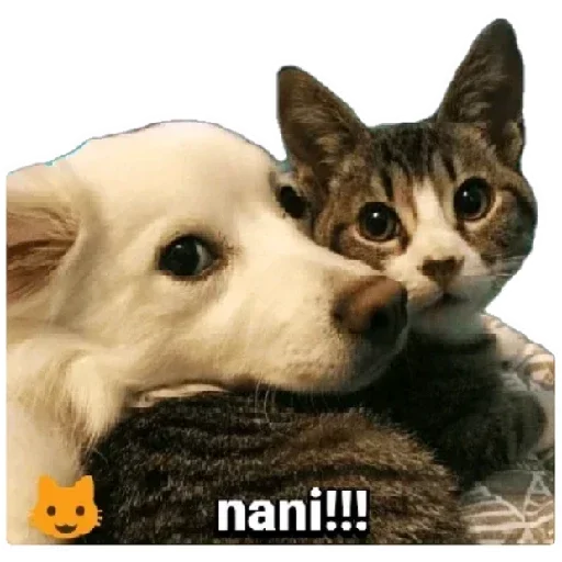 Стикер Telegram «Anak_kucing» 😸