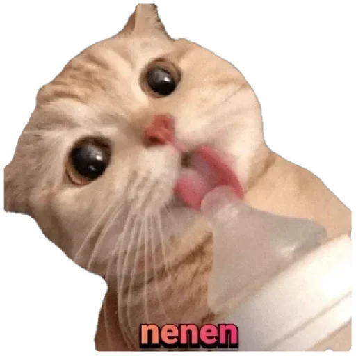 Telegram Sticker «Anak_kucing» 😸