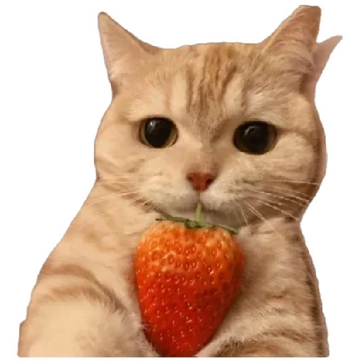 Telegram stiker «Anak_kucing» 😸