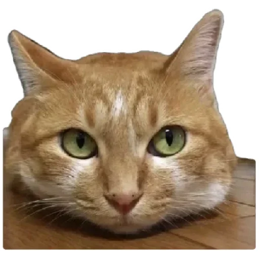 Стикер Telegram «Anak_kucing» 🐈