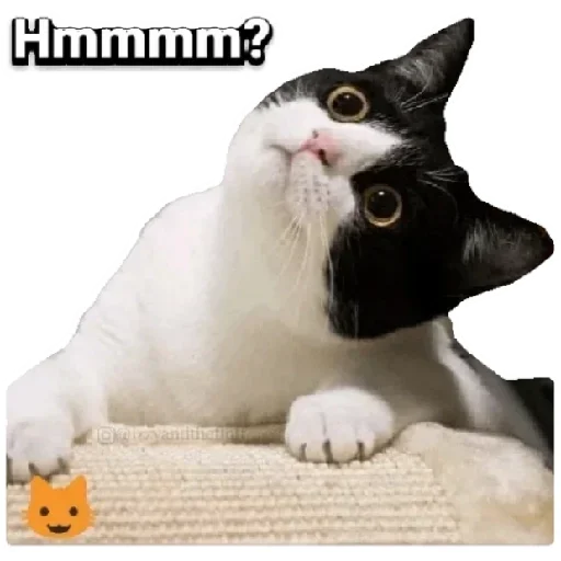Telegram Sticker «Anak_kucing» 😳