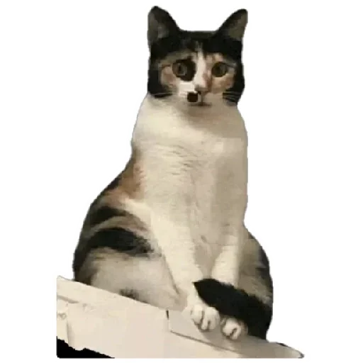 Telegram Sticker «Anak_kucing» 😸