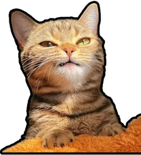 Kucing 🐈 🐈 emoji 🐈