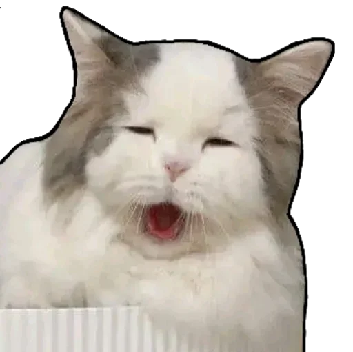 Kucing 🐈 🐈  stiker 🐈