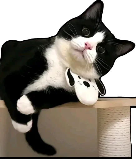 Kucing 🐈 🐈  stiker 🐈
