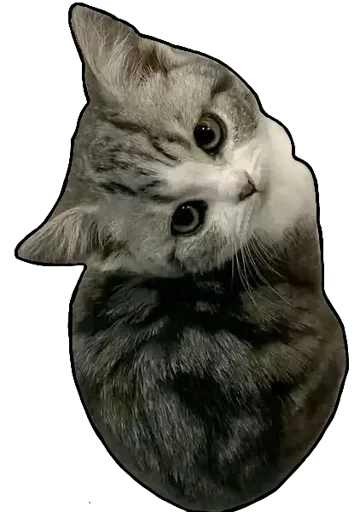 Kucing 🐈 🐈  stiker 😃