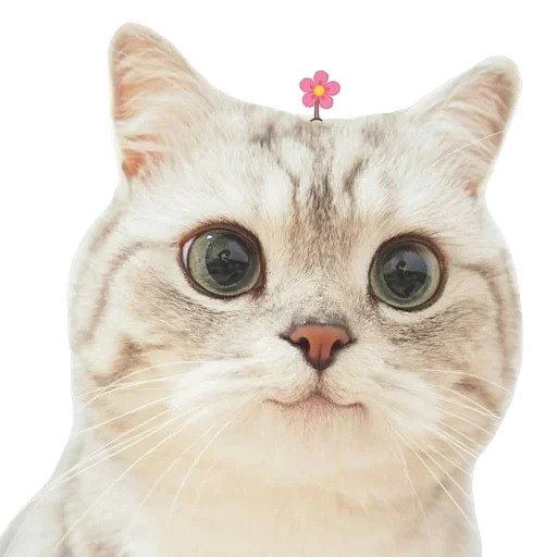 Kucing 🐈 emoji 😸