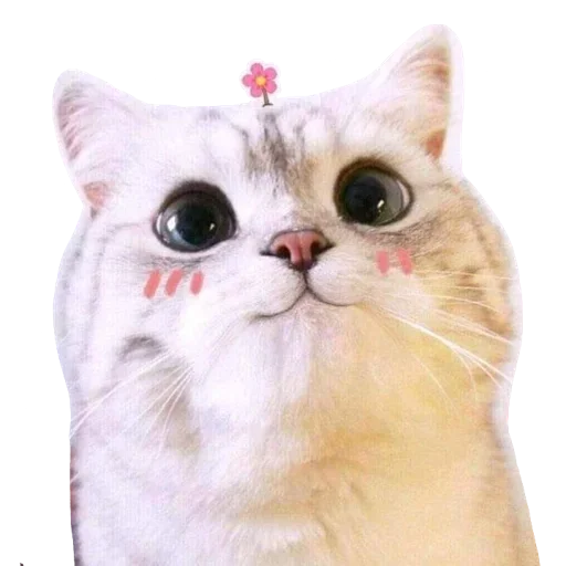 Telegram Sticker «Kucing 🐈» 😹