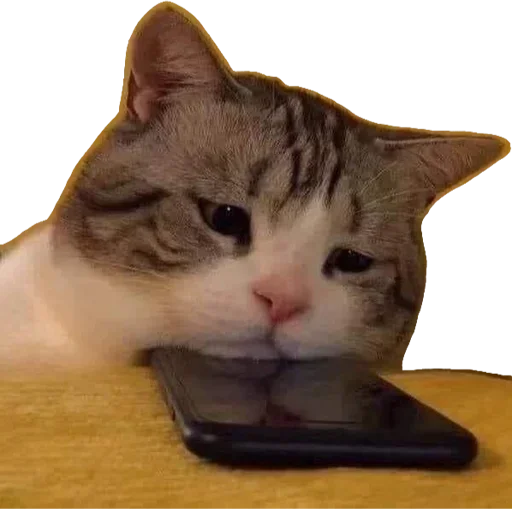 Telegram Sticker «Kucing 🐈» 😻