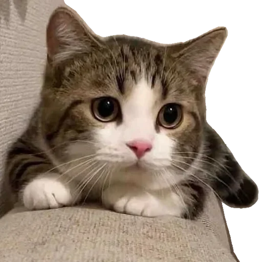 Telegram stiker «Kucing 🐈» 😻