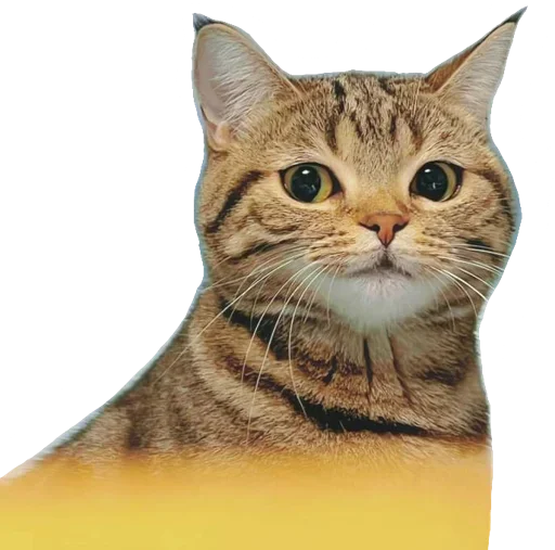 Telegram stiker «Kucing 🐈» 😸