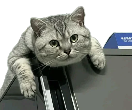 Telegram stiker «Kucing 🐈 » 😻