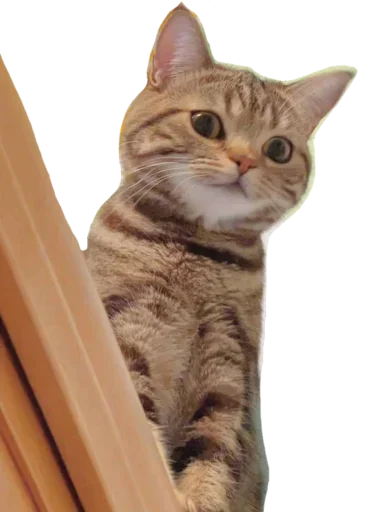 Telegram Sticker «Kucing 🐈» 😸