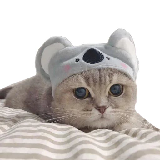 Kucing 🐈 emoji 😸