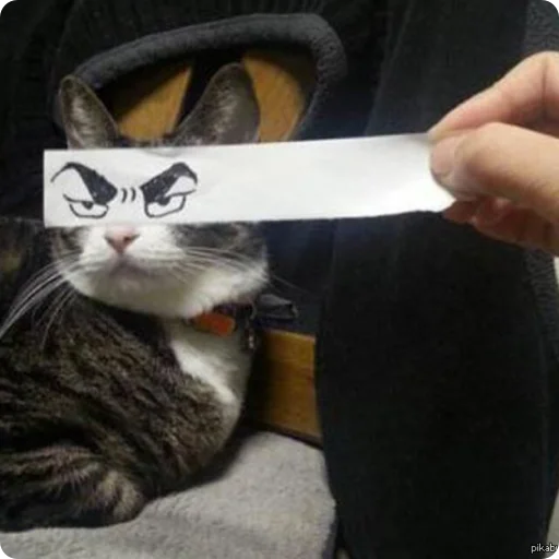 Cats | Котики sticker 😠