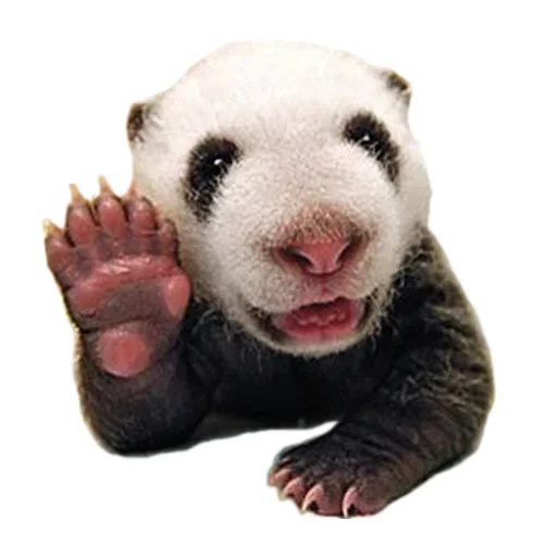 Telegram stiker «Animals Cute» 😋