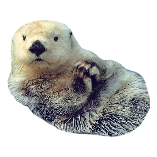 Telegram stiker «Animals Cute» 🧐