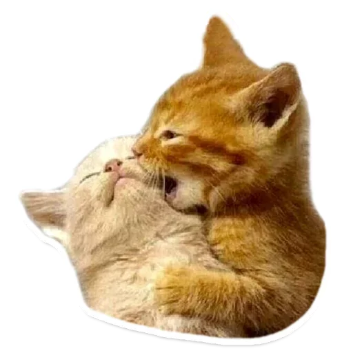 Telegram stiker «Animals Cute» 😜