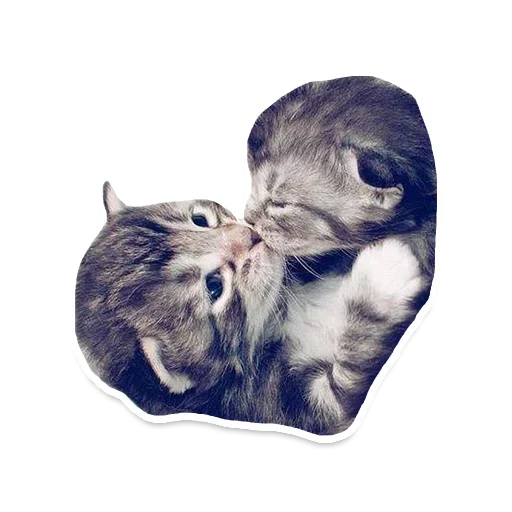 Telegram stiker «Animals Cute» 😚