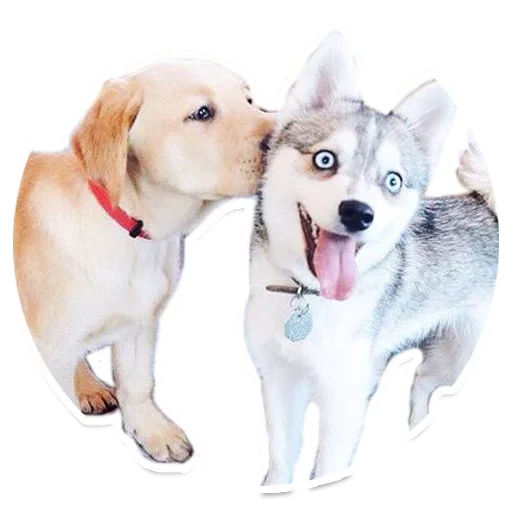Telegram Sticker «Animals Cute» 😟