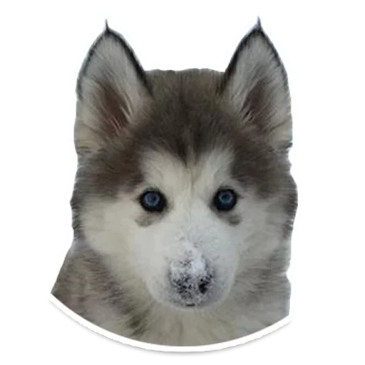 Telegram Sticker «Animals Cute» 😙