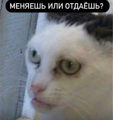 Telegram stiker «Memes | Мемы» 🐺