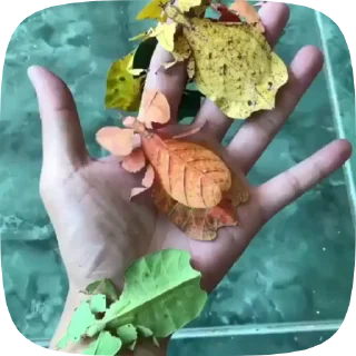 Autumn emoji 🍁