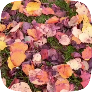 Autumn emoji 🍁