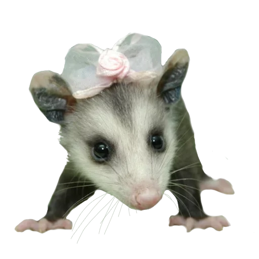 Эмодзи Awesome Oposum 🤨