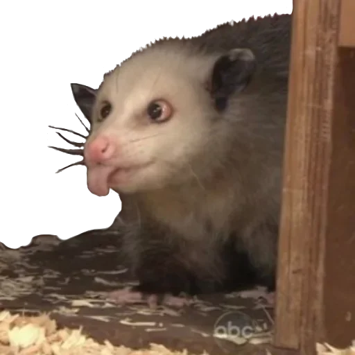 Стікер Awesome Oposum 😋